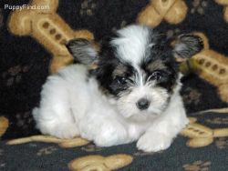 Well Traned Teacup Yorkie puppies ready