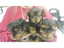 Lovely yorkie puppies ready for adoption