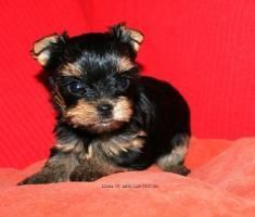 Tiny Male Yorkshire Terrier Puppy