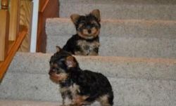 AKC yorkshire terrier puppies available