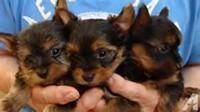 Yorkie puppies Available.