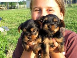 Yorkshire Terrier Quality Yorkie Puppies