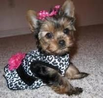 Yorkshire Terrier charming yorkie for adoption
