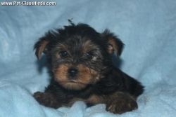 Two Adorable Yorkshire Terrier Puppies Available