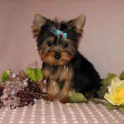 Adorable AKC Yorkshire Terrier puppies