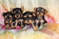 Teacup Yorkie Puppies Available (xxx) xxx-xxx5
