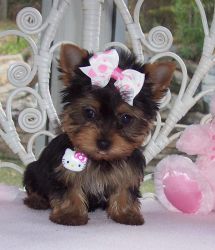 Well Trained Yorkie Puppies