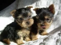 Teacup Yorkie Puppies Ready Ready