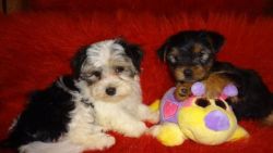 male and female yorkies for a new home