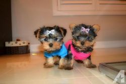 Nice Charming Yorkie Puppies In Need Of New Homes