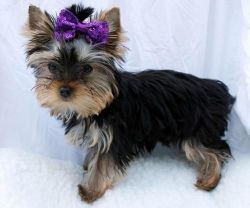 cute Yorkie puppy available for adoption