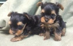 Tiny Akc Yorkshire Terrier Puppies For Sale