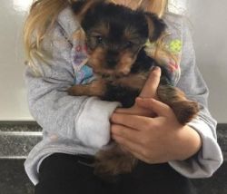Akc Female And Male Yorkshire Terrier Puppies