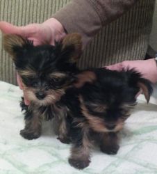 Tigatoy AKC Yorkshire Terrier puppies