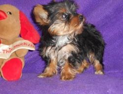 yorkie terrier puppies for sale