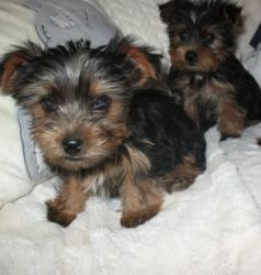 Charming Yorkshire Terrier Puppies