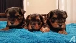 Cute Yorkshire Terrier Puppies Available For Free