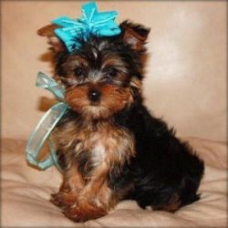 Adorable male and female teacup yorkie