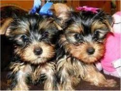 Beautiful Purebred Yorkie Puppies