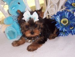 Cute Yorkie Puppy for Adoption