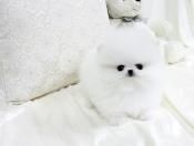 All White Pomeranian Puppy for Sale