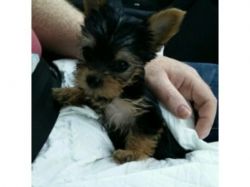 Yorkshire terrier pups ready to go now.