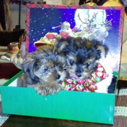 Tiny Teacup Yorkshire Terrier Puppies Available