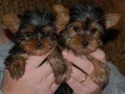 Male And Female Yorkie Puppies For New Homes