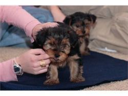 T cup Yorkie puppies for sale still available