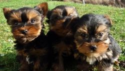 Very Young Yorkie puppies for sale now