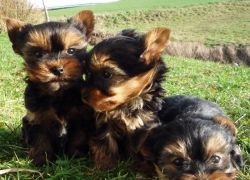 Fine cutie Yorkie puppies for sale now