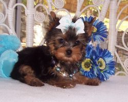 Magnificent Male and Female Yorkie Puppies