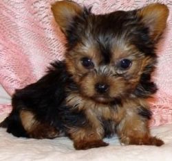 Yorkshire Terrier Pups For Sale.