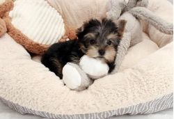 Beautiful Yorkie Puppies pups for sale