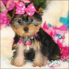 Yorkshire Terrier Magnificent Male and Female