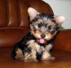 Yorkshire Terrier Tiny Male Yorkie