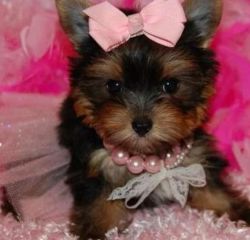 Yorkshire Terrier Puppies For Sale Now