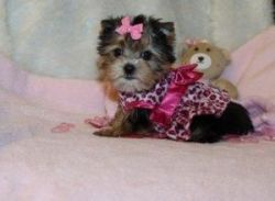 Male and female yorkie pups