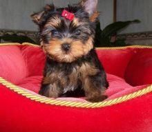 beautiful male and female Yorkie puppies