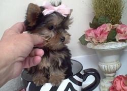Tea-cup Yorkie puppies for Adoption