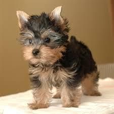 Free Lovely Akc Yorkies Puppies Registered Puppies