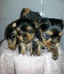 Beautiful Blue Eyed Yorkshire Terriers Puppies