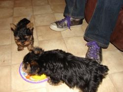 Home raised yorkie puppies for re homing