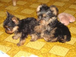 Classic Yorkie Puppies for re homing