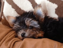 Lovely Male And Female Yorkie Puppies For Adoption