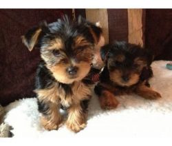 Gorgeous Tiny Teacup Yorkie Puppies(xxx)xxx-xxxx