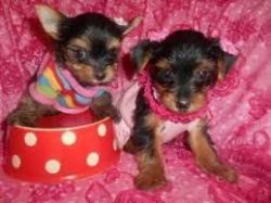 twin yorkie pups now available