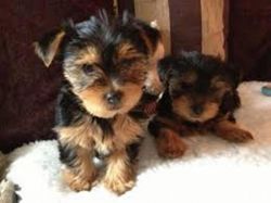Yorkshire Terrier puppies for adoption