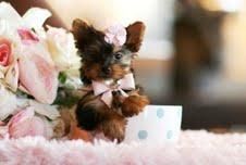 Beautiful Puppies Yorkshire Terrier Teacup Bc