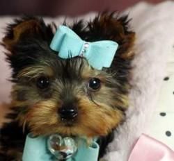 Teacup Yorkie Puppy for free adoption